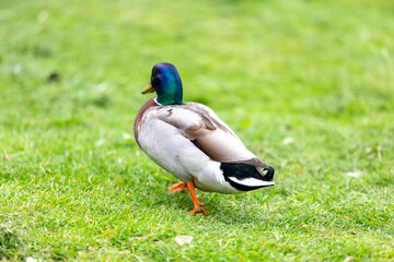 duck on the grass