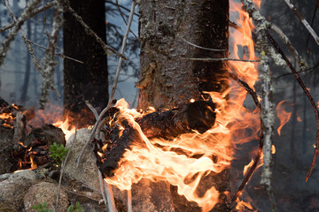 Forest fire in Russia. Fire. Rescuers. Forest. Problems. Burning hell. Fire in Karelia.