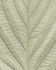 Green background. Macro photography of natural pattern of a leaf, khaki green colored. 