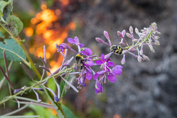 Forest fire in Russia. Fire. Rescuers. Forest. Problems. Burning hell. Fire in Karelia.