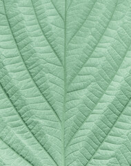 Naklejka na ściany i meble The texture of the green raspberry leaf. Macrophotography of natural pattern of the leaf, pastel green-colored background.