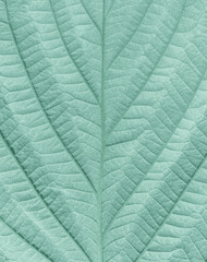 Naklejka na ściany i meble Macrophotography of natural pattern of the pastel green-colored leaf. Raspberry plant leaf. Texture, the pattern of the leaf.