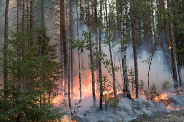 Forest fire in Russia. Fire. Rescuers. Forest. Problems. Burning hell. Fire in Karelia.