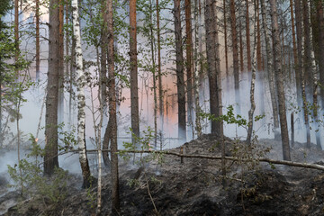 Forest fire in Russia. Fire. Rescuers. Forest. Problems. Burning hell. Fire in Karelia.