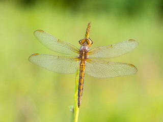 Beautiful nature scene with Keeled skimmer (Orthetrum coerulescens). Macro shot of Keeled skimmer (Orthetrum coerulescens) flower.