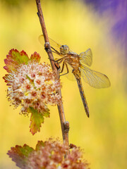 Beautiful nature scene with Keeled skimmer (Orthetrum coerulescens). Macro shot of Keeled skimmer (Orthetrum coerulescens) flower.