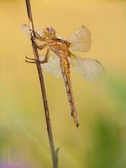 Beautiful nature scene with Keeled skimmer (Orthetrum coerulescens). Macro shot of Keeled skimmer (Orthetrum coerulescens) flower.