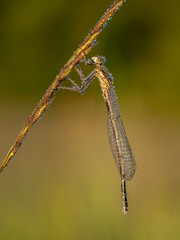 Beautiful nature scene with White-legged damselfly (Platycnemis pennipes). Macro shot of White-legged damselfly (Platycnemis pennipes) on the grass. White-legged damselfly (Platycnemis pennipes) in th