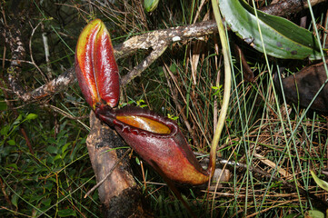 Red pitcher of Nepenthes rajah, carnivorous pitcher plant, Sabah, Borneo