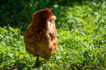 gallina