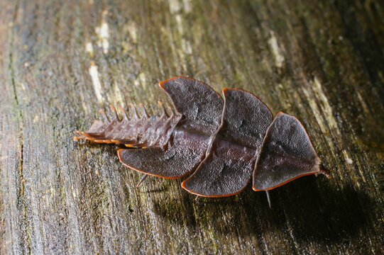 Trilobite beetle (Platerodrilus foliaceus), Sarawak, Borneo