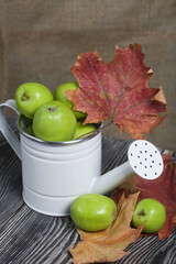Green apples in a metal watering can.  On pine boards. Nearby are autumn maple leaves. On a linen background.  Harvest apples.