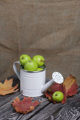 Green apples in a metal watering can.  On pine boards. Nearby are autumn maple leaves. On a linen background.  Harvest apples.