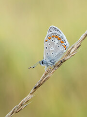 Beautiful nature scene with Common blue (Polyommatus icarus) . Macro shot of Common blue (Polyommatus icarus) on the grass. Butterfly Common blue (Polyommatus icarus) in the nature habitat.