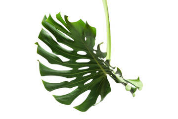 Green plant monstera on white background.