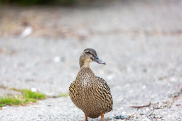 Ducks