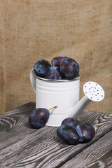 Large plums in a metal watering can.  On pine boards.  On a linen background.  Harvest plums.