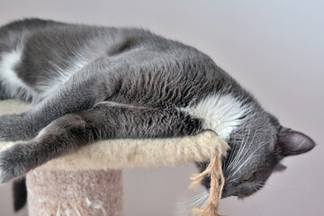 Lazy cat sleeps with its head hanging from a bed