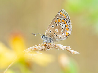 Beautiful nature scene with Common blue (Polyommatus icarus) . Macro shot of Common blue (Polyommatus icarus) on the grass. Butterfly Common blue (Polyommatus icarus) in the nature habitat.