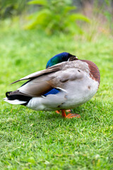 Ducks