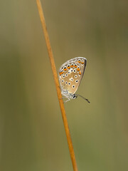 Beautiful nature scene with Common blue (Polyommatus icarus) . Macro shot of Common blue (Polyommatus icarus) on the grass. Butterfly Common blue (Polyommatus icarus) in the nature habitat.