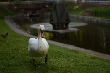 White swan walks along the lake