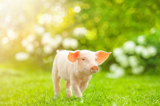 Young pig is walking on the green grass. Happy piglet on the meadow.