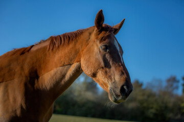 Beautiful Horse