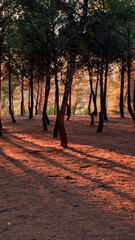 Elongated shadow of some pine trees at sunset