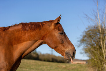 Obraz premium Beautiful Horse