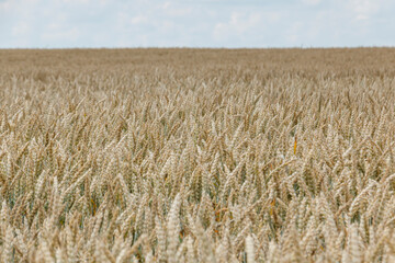 Field of grass. meadow wheat under sky backgrounds.