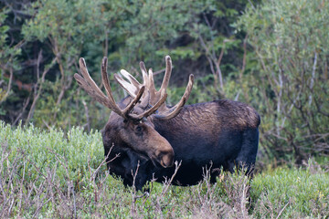 Moose in the Colorado Rocky Mountains