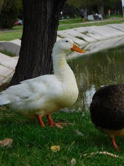 patos en parque junto lago 