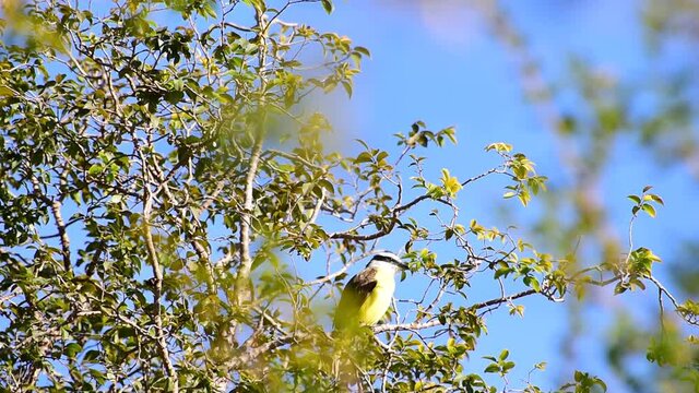 Bem-te-vi, beautiful Brazilian bird called bem-te-vi in ​​the canopy of a jabuticaba tree in Brazil.