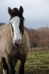 Obraz premium horse in the field
