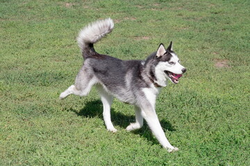 Naklejka na ściany i meble Cute siberian husky puppy with blue eyes is running on a green grass in the summer park. Pet animals.
