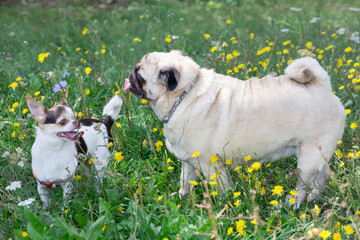 Chihuahua puppy and chinese pug are standing on a green grass in the summer park. Pet animals.