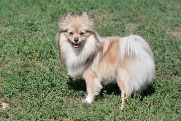 Naklejka na ściany i meble Cute german spitz puppy is standing on a green grass in the summer park and looking at the camera. Pet animals.