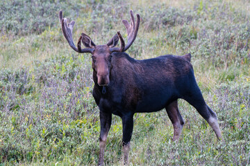 Moose in the Colorado Rocky Mountains