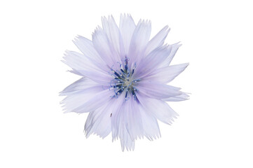 Blue chicory flower