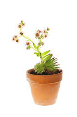 Flowering sempervivum plant
