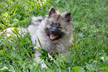 Cute german spitz puppy is lying on a green grass in the summer park and looking at the camera. Wolfspitz or keeshond. Three month old. Pet animals.