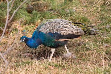 Indian peafowl or pavo cristatus is walking on a autumn meadow. Beautiful male peacock in bright metallic colors.
