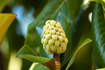 Seed and fruit of a magnolia tree on the green leaves background