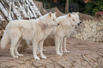 Fototapeta premium Three wild alaskan tundra wolves are standing on the gray rocks. Canis lupus arctos. Polar wolf or white wolf.