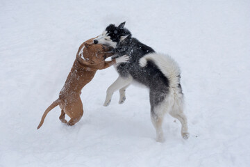 Siberian husky puppy and american staffordshire terrier puppy are playing on a white snow in the winter park. Pet animals.