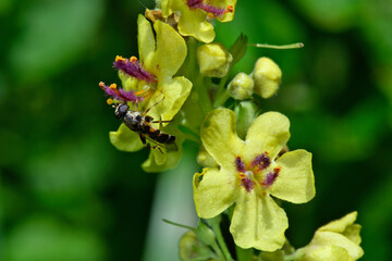 Kleine Mistbiene (Syritta pipiens) auf Schwarzer Königskerze (Verbascum nigrum) // Thick-legged hoverfly on Black mullein