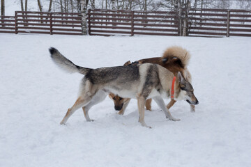 Fototapeta na wymiar Czechoslovak wolfdog and multibred dog are playing on a white snow in the winter park. Pet animals.
