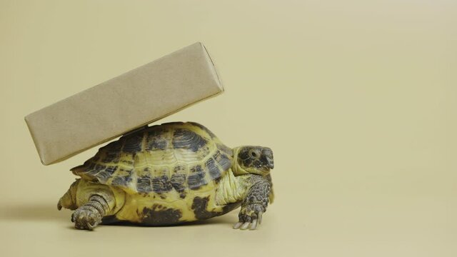Profile of a turtle with a cardboard box on a shell on a beige background in the studio. An exotic reptile delivers a holiday gift. Portrait of a herbivore pet, animal world. Close up.