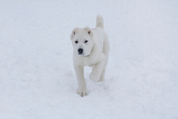 Cute central asian shepherd dog puppy is walking on a white snow in the winter park and looking at the camera. Three month old. Pet animals.